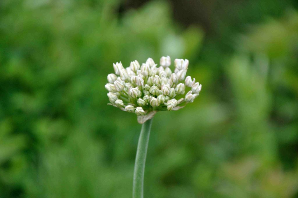 Allium nigrum