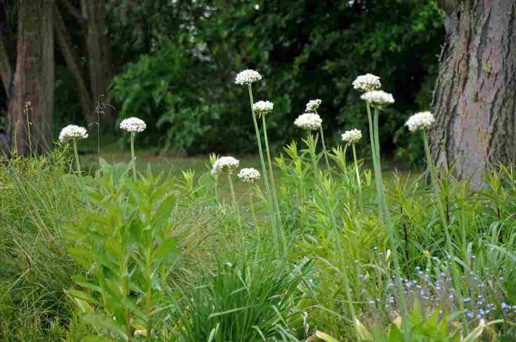 Allium nigrum