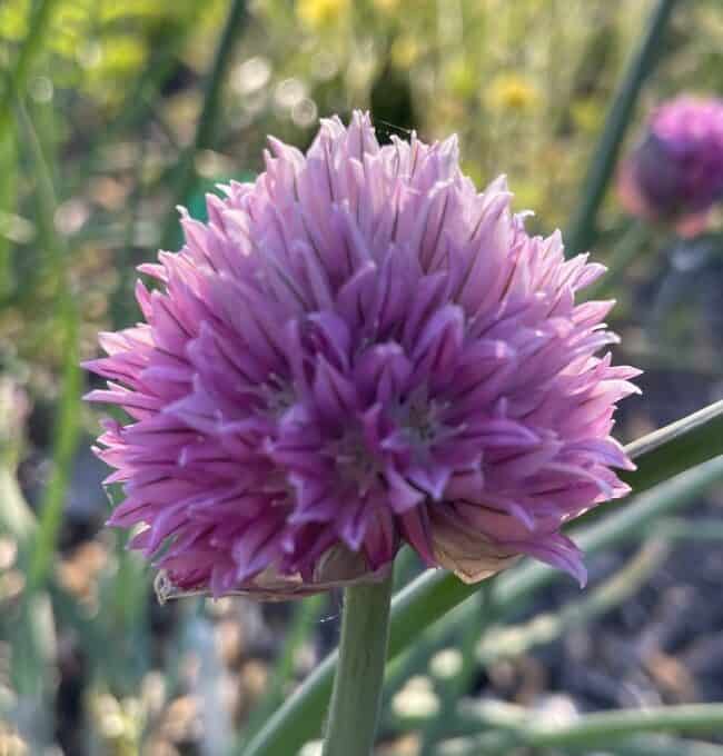 Detail van paarse bloemen van Allium schoenoprasum Forescate