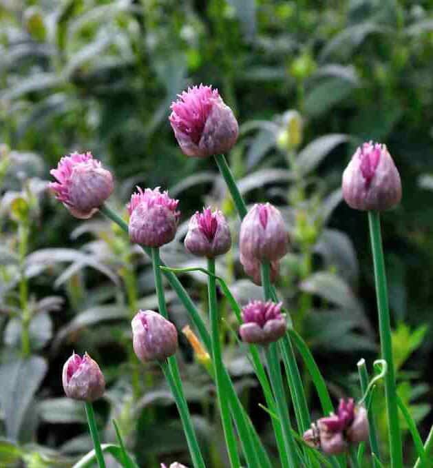 Donkerpaarse bloei van Allium schoenoprasum ‘Forescate’