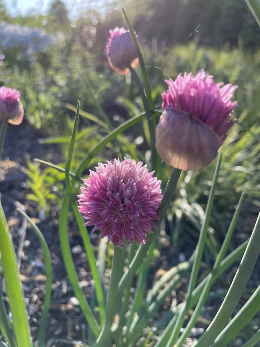 Allium schoenoprasum Forescate met paarse bolvormige bloemen in bloei