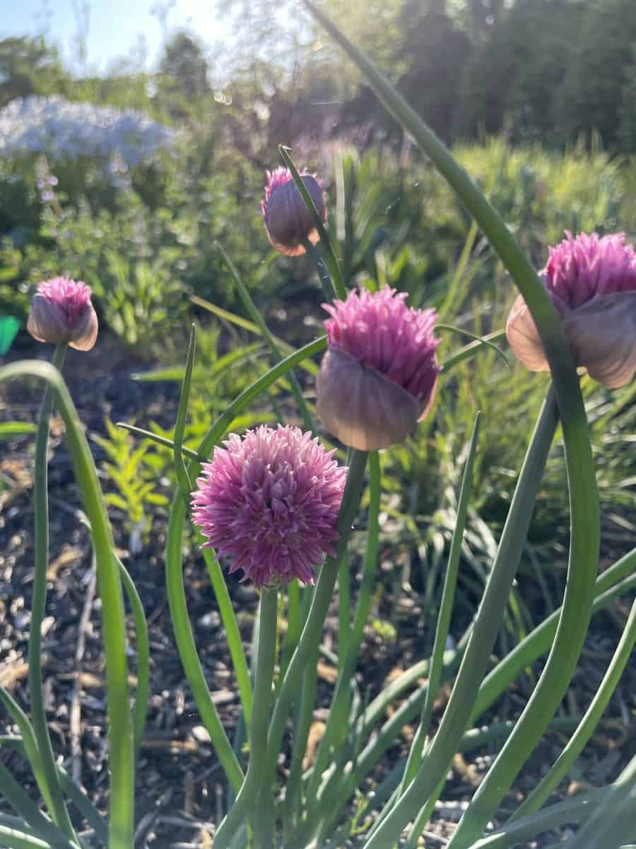 Allium schoenoprasum Forescate met rijk bloeiende paarse bloemhoofden