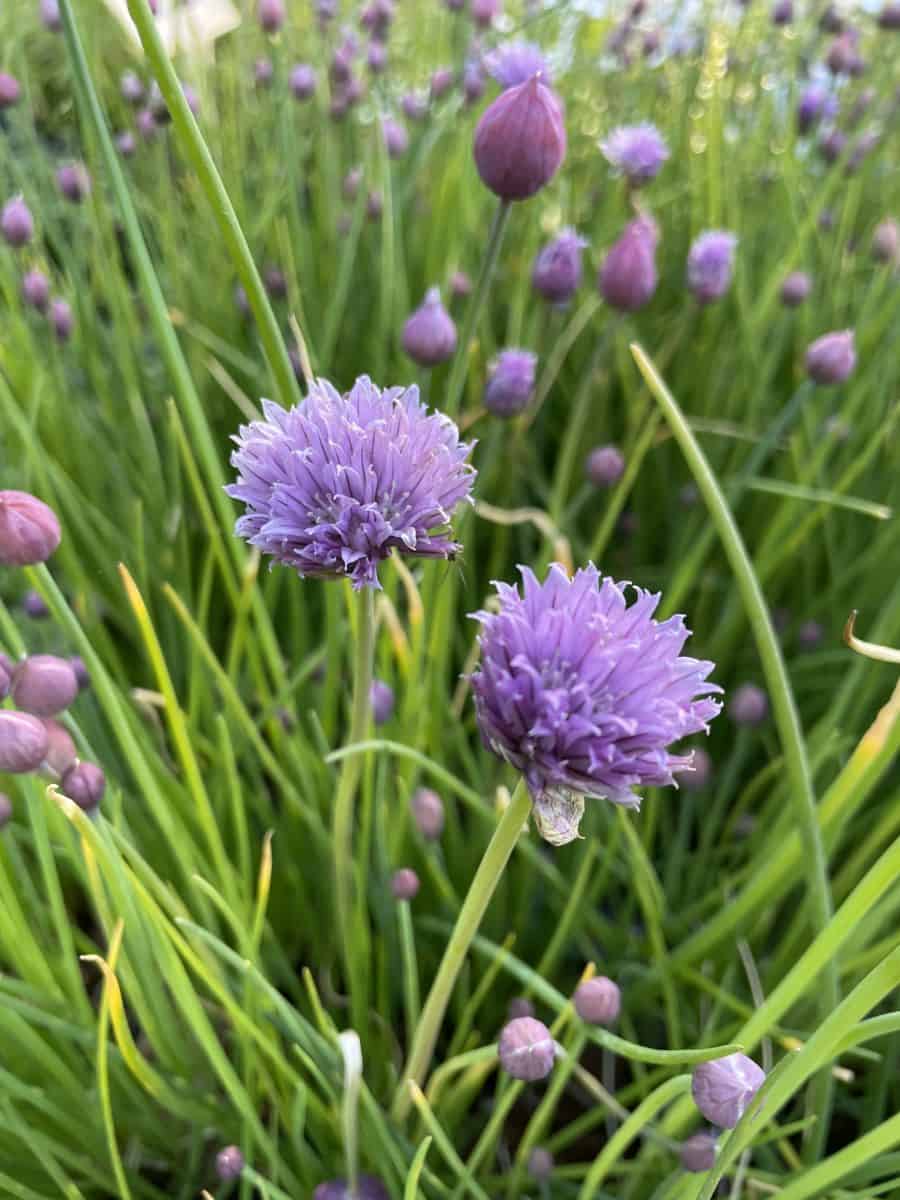 Allium schoenoprasum in kruidentuin met rechtopstaand groen blad
