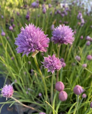 Allium schoenoprasum met paarse bloemen en fijn groen blad