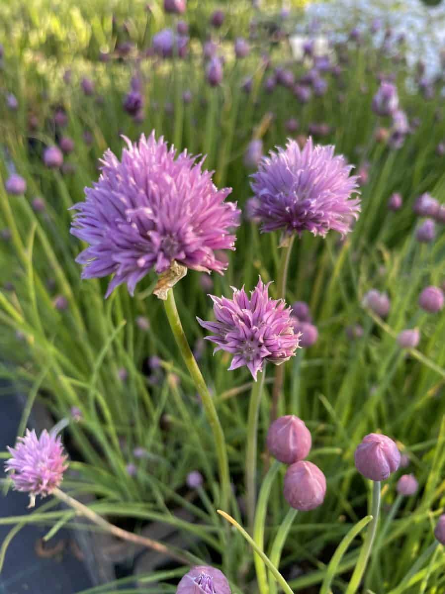 Allium schoenoprasum met paarse bloemen en fijn groen blad