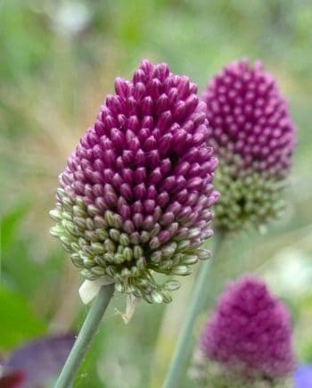 Trommelstok vormige bloei van Allium sphaerocephalon