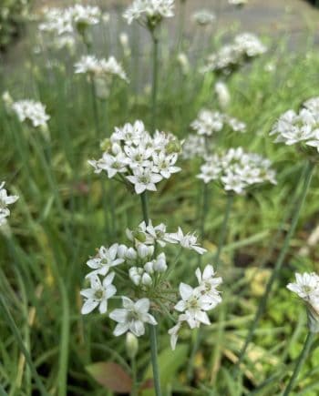 Witte bloei van Allium tuberosum ‘Cliffs of Dover’