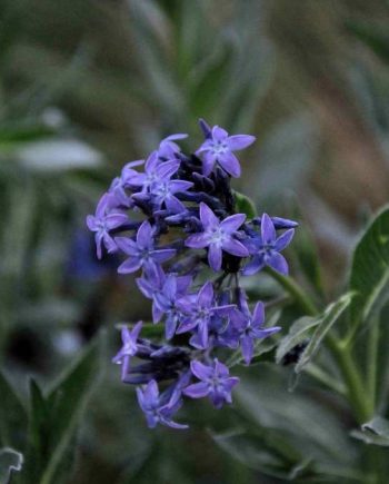 Zachtblauwe bloemen van Amsonia orientalis in bloei