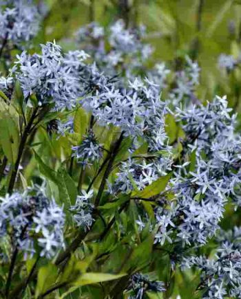 Bloemen van Amsonia tabernaemontana var. salicifolia met zachte blauwe kleur