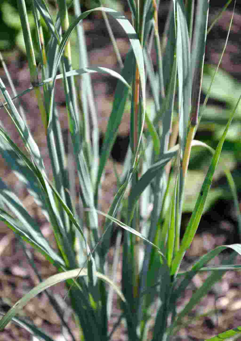 Andropogon hallii