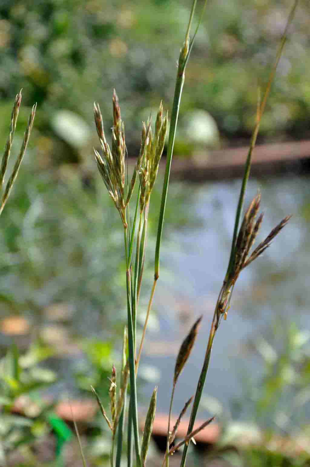 Roodbruine bloei van Andropogon hallii