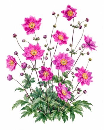Anemone 'Bressingham Glow'