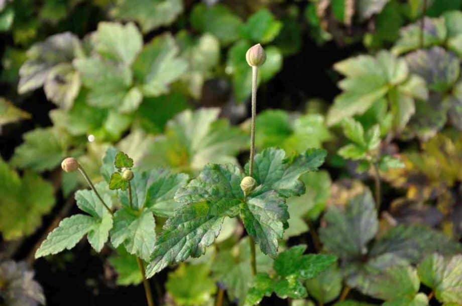 Anemone 'Honorine Jobert'