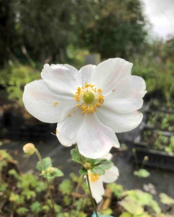 Witte bloemen van Anemone hybrida ‘Honorine Jobert’