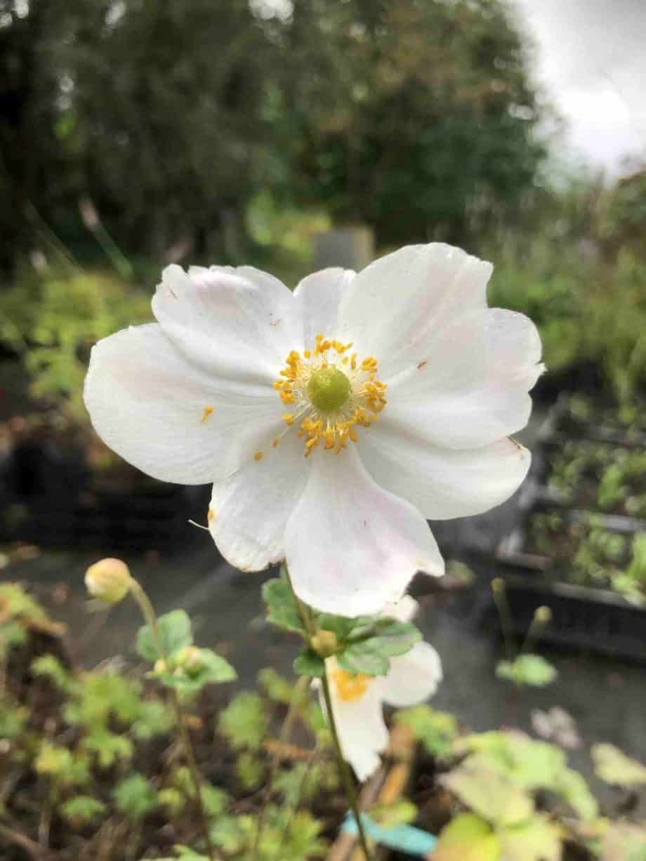 Witte bloemen van Anemone hybrida ‘Honorine Jobert’