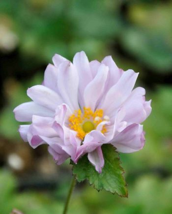 Anemone 'Mont Rose'