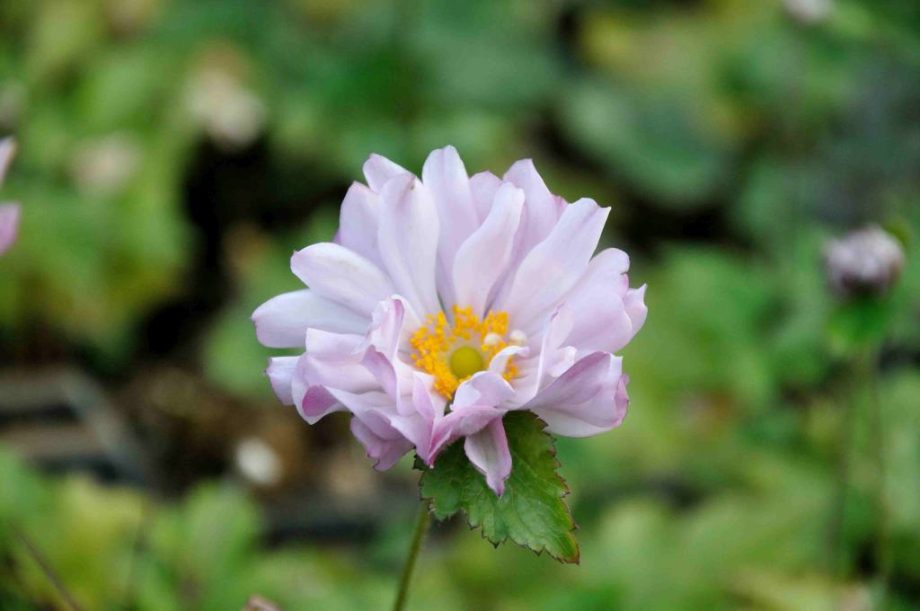 Anemone 'Mont Rose'