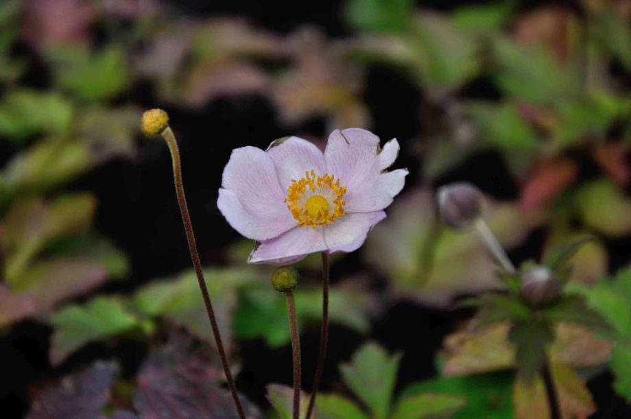 Anemone 'Ouverture'