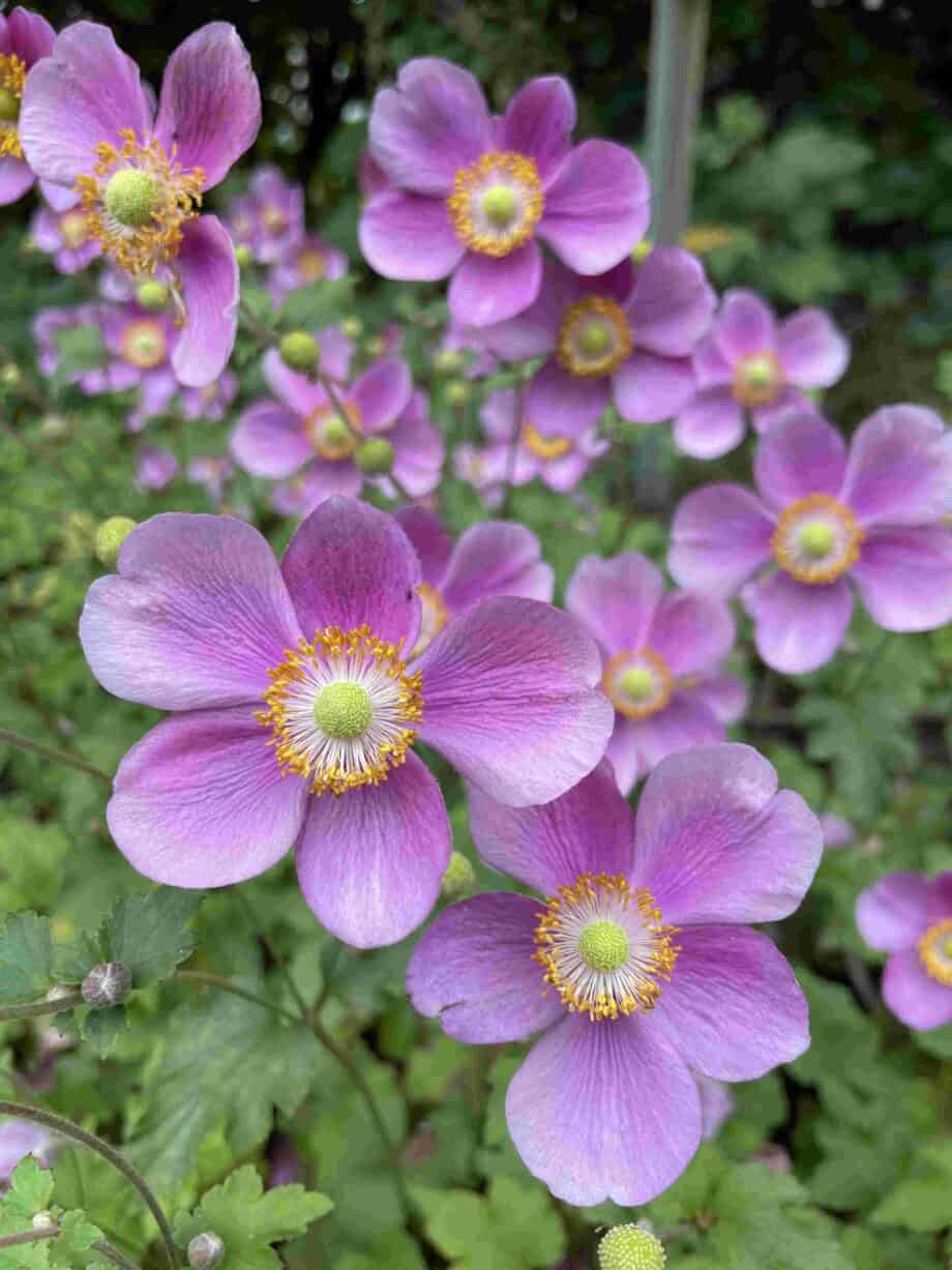 Zachtroze bloemen van Anemone hybrida ‘Hadspen Abundance’