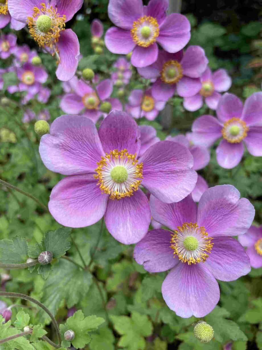 Anemone hybrida 'Hadspen Abundance'