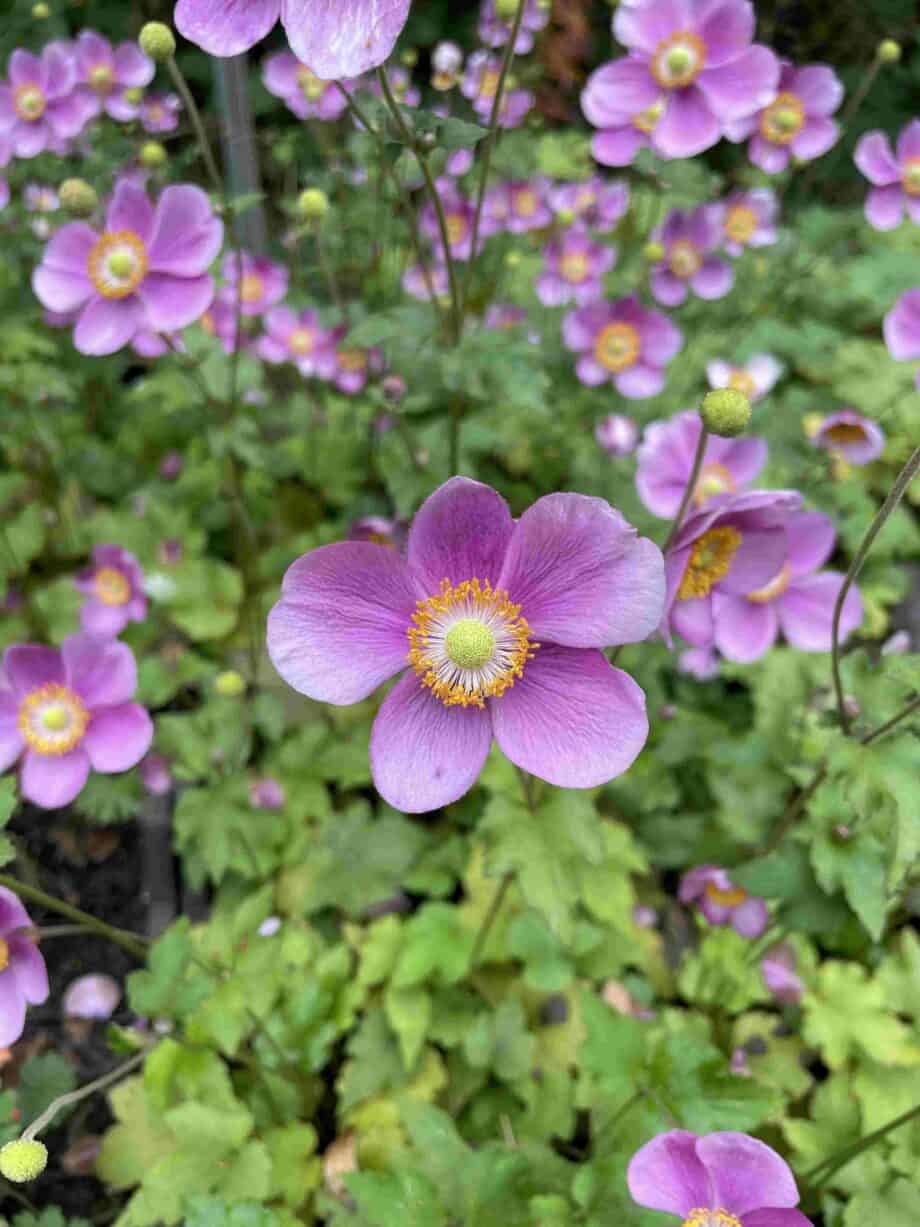 Anemone hybrida 'Hadspen Abundance'