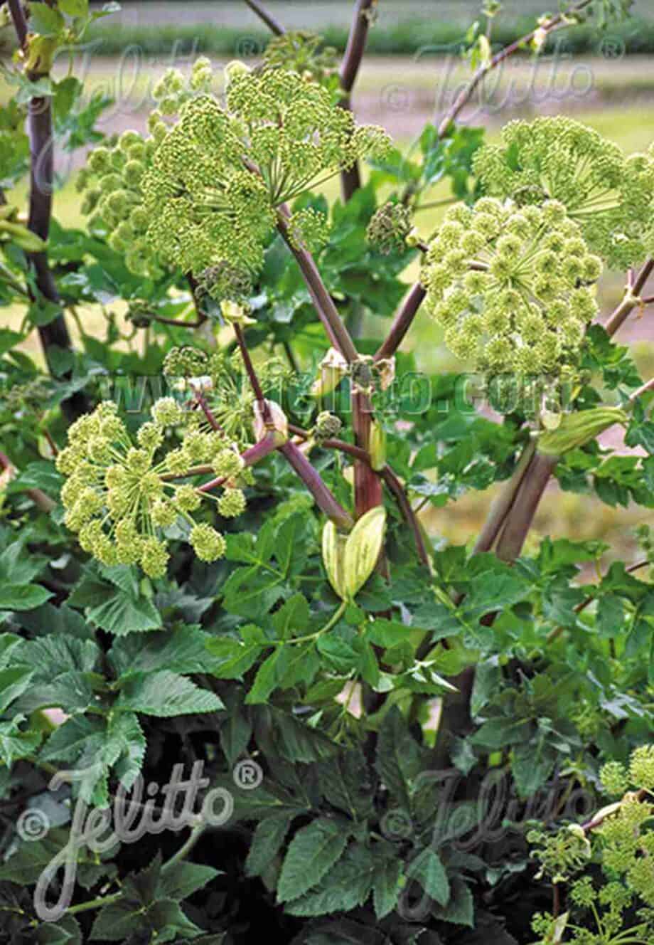 Angelica archangelica