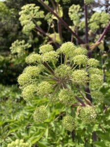 Angelica archangelica
