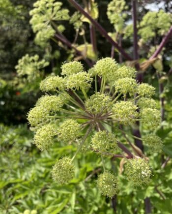 Angelica archangelica