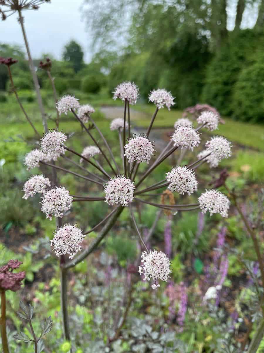 Angelica ex Portugal met witte bolvormige bloemschermen en donkerbruin blad