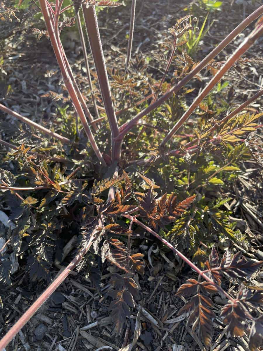 Donkerpaars fijn ingesneden blad van Anthriscus sylvestris Ravenswing