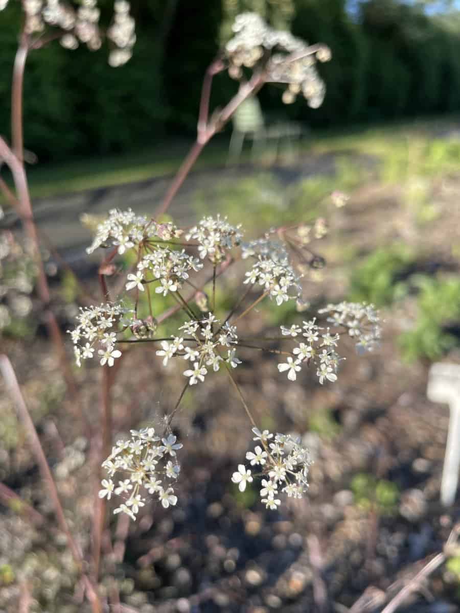 Anthriscus sylvestris Ravenswing met witte schermbloemen en donker blad