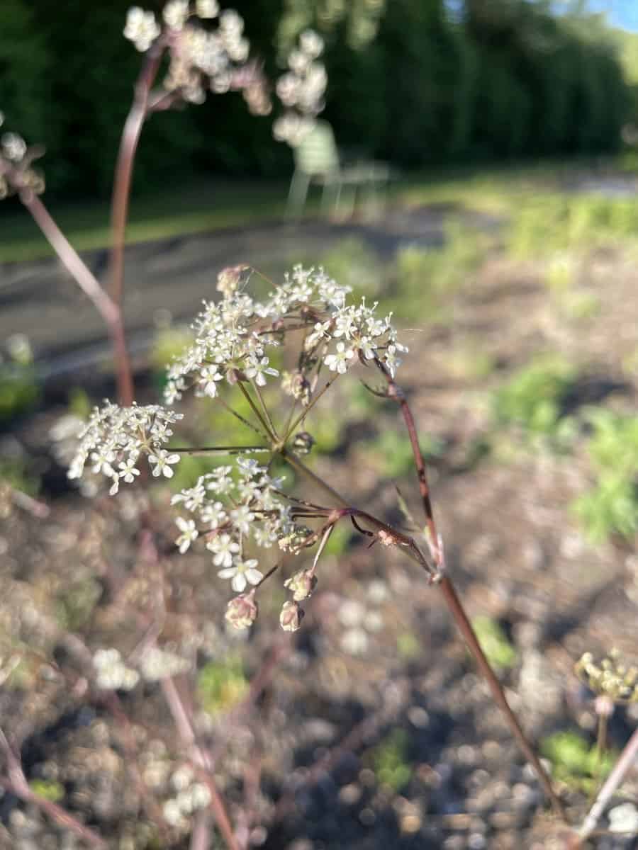 Detail van witte schermbloemen van Anthriscus sylvestris Ravenswing