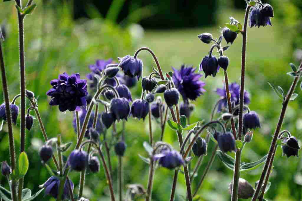Aquilegia vulgaris 'Blue Barlow'