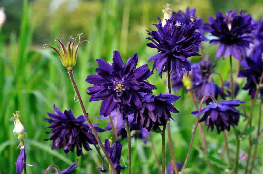 Blauwviolette gevulde bloei van Aquilegia vulgaris ‘Blue Barlow’