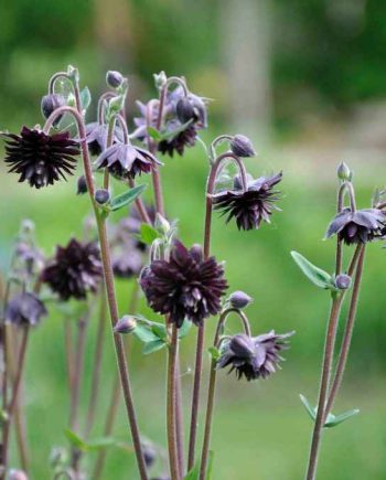 Aquilegia vulgaris 'Black Barlow'