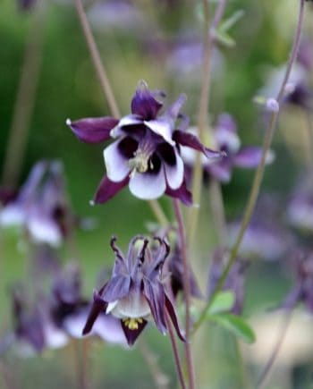 Aquilegia vulgaris 'William Guiness' bloeiend