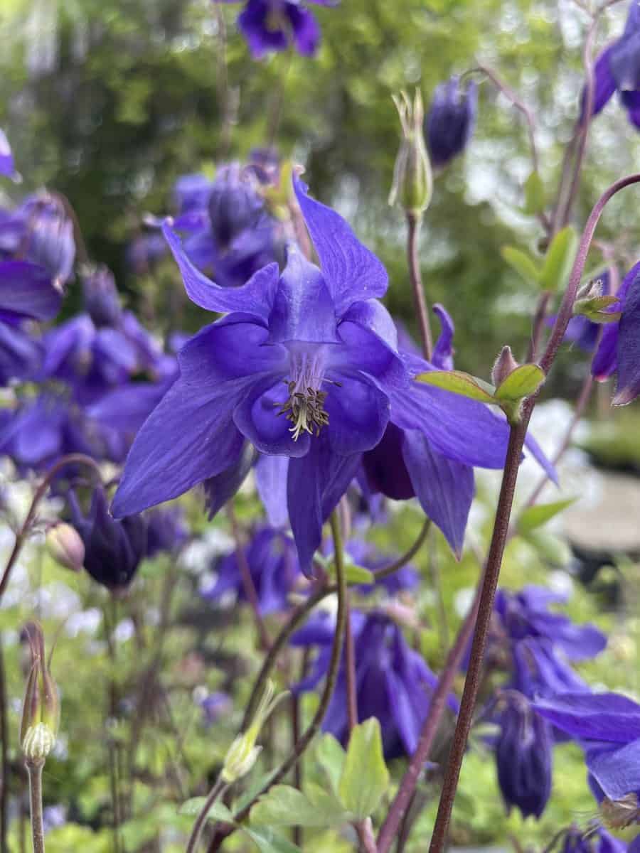 Aquilegia alpina met rijk bloeiende blauwe bloemen in natuurlijke border