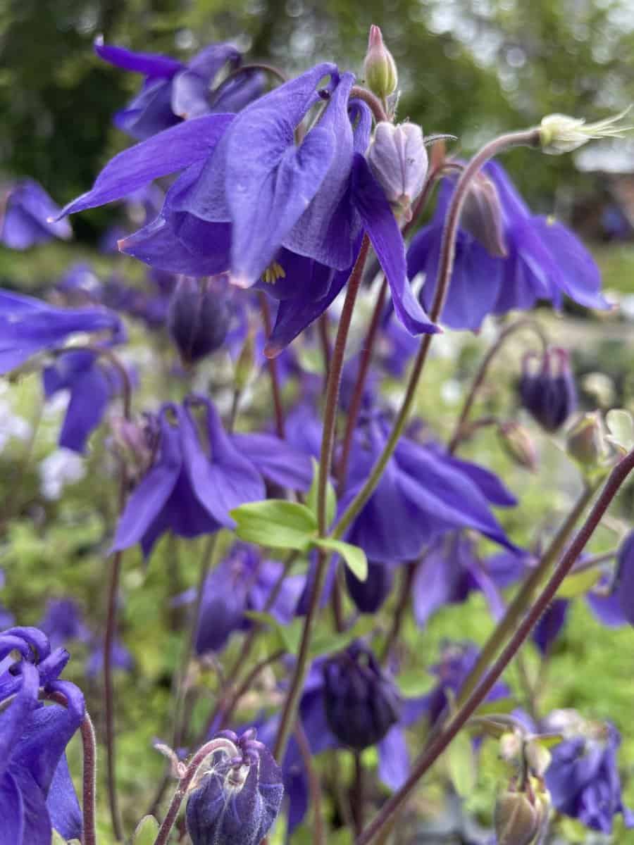 Detail van blauwe bloemen van Aquilegia alpina met sierlijke sporen