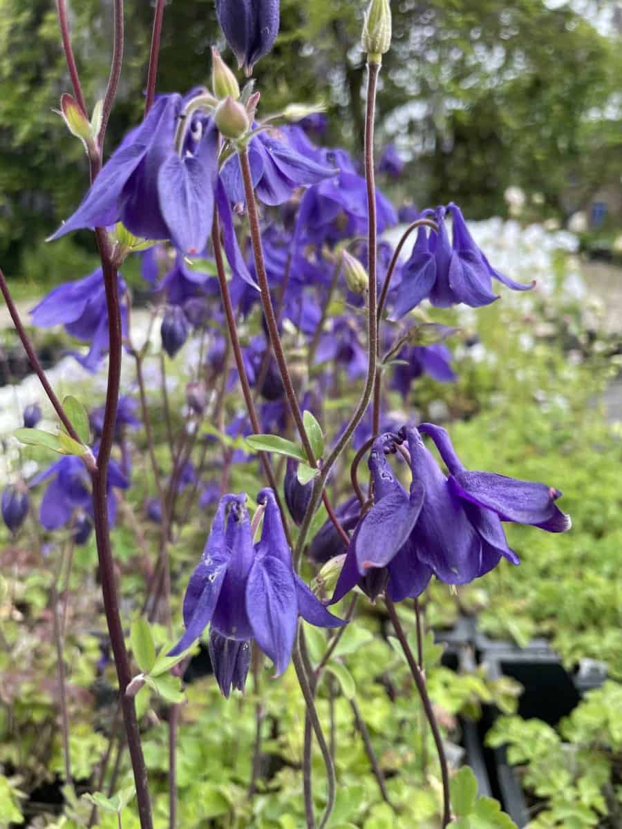 Aquilegia alpina met grote helderblauwe bloemen in bloei