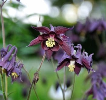Donkerpaarse bloei van Aquilegia atrata