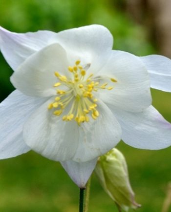Witte bloei van Aquilegia caerulea ‘Kristall’