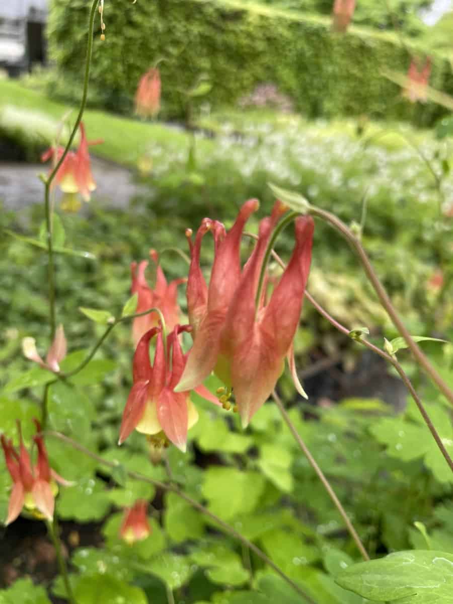 Detail van roodgele bloemen van Aquilegia canadensis met lange sporen