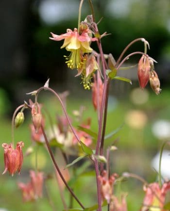 Aquilegia canadensis