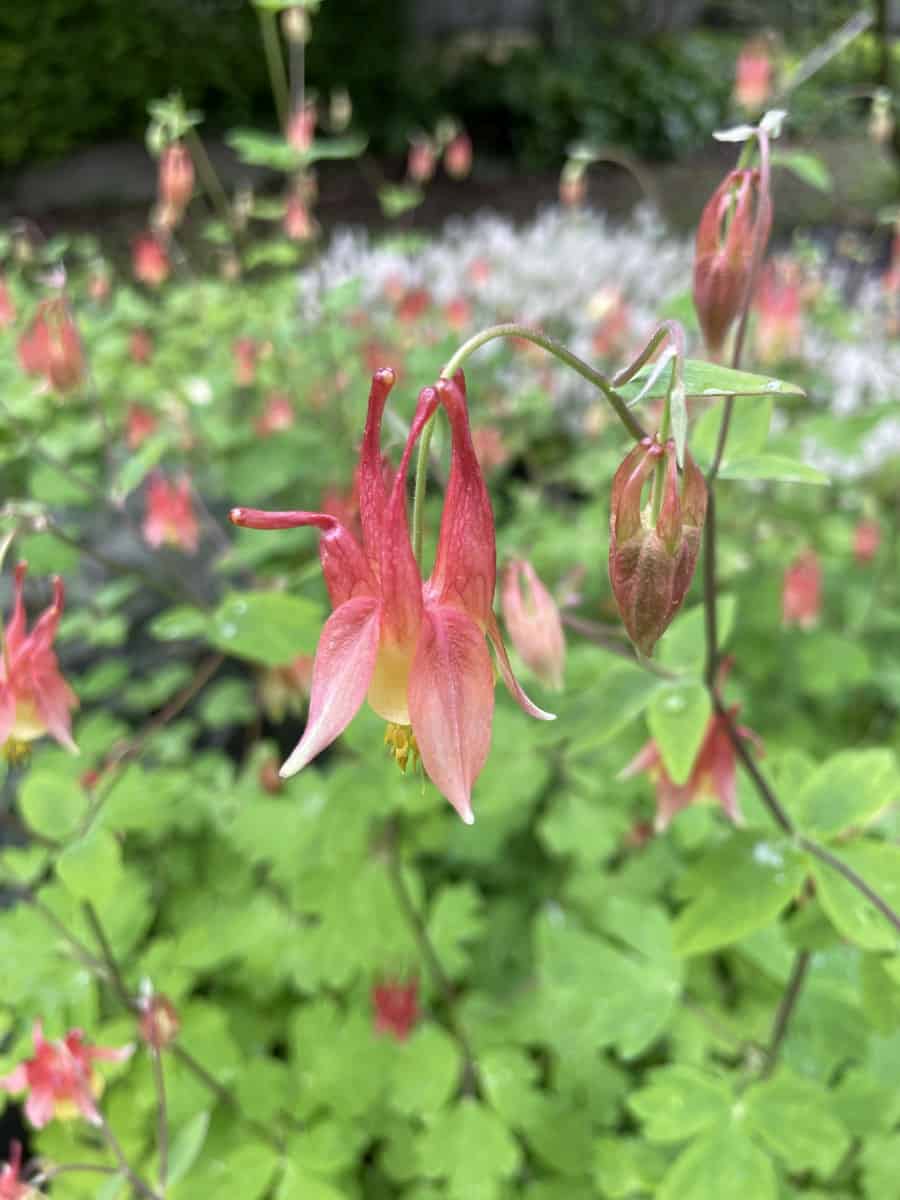 Aquilegia canadensis met hangende bloemen in natuurlijke border