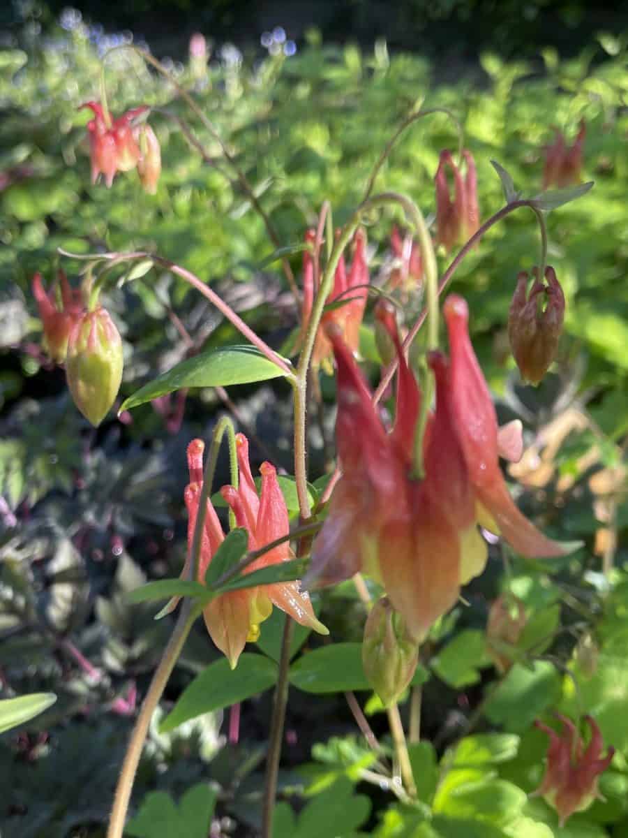 Aquilegia canadensis met hangende bloemen in natuurlijke border