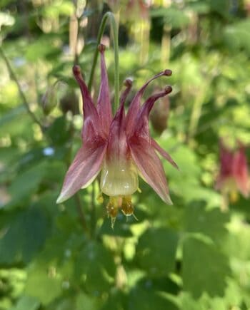Aquilegia canadensis met roodgele hangende bloemen in bloei
