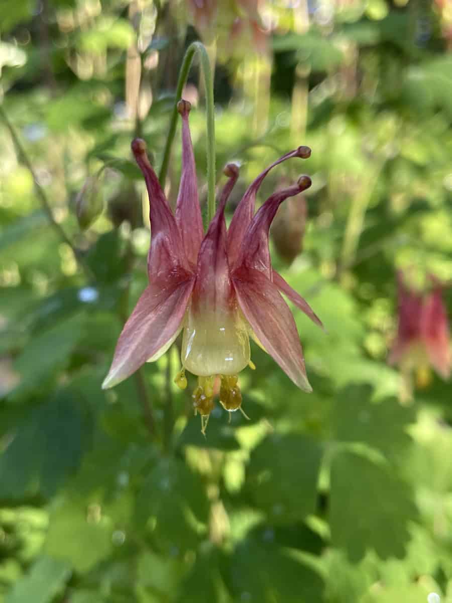 Aquilegia canadensis met roodgele hangende bloemen in bloei