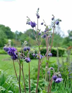 Aquilegia vulgaris