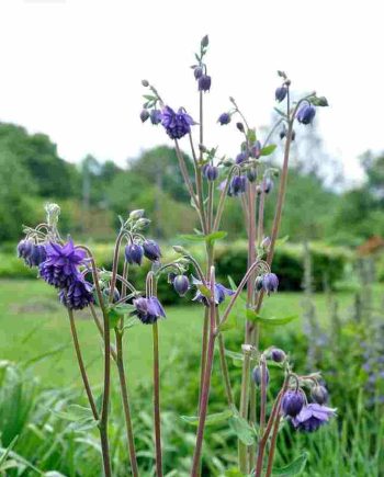 Aquilegia vulgaris