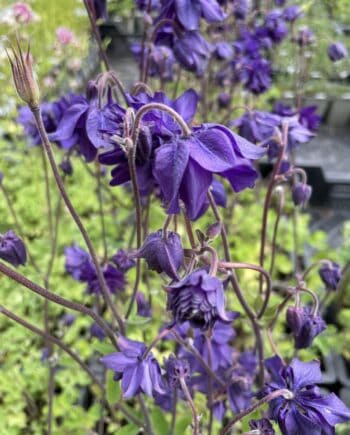 Detail van dubbele bloemen van Aquilegia vulgaris Blue Barlow